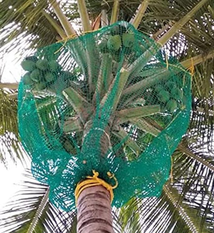 Coconut Tree Safety Nets in Bangalore | Call Now 7892096725